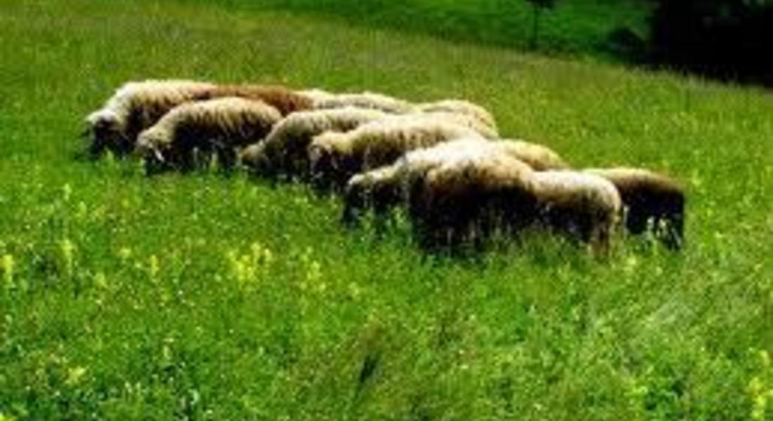  Изправят на съд 84-годишна жена, отровила овце