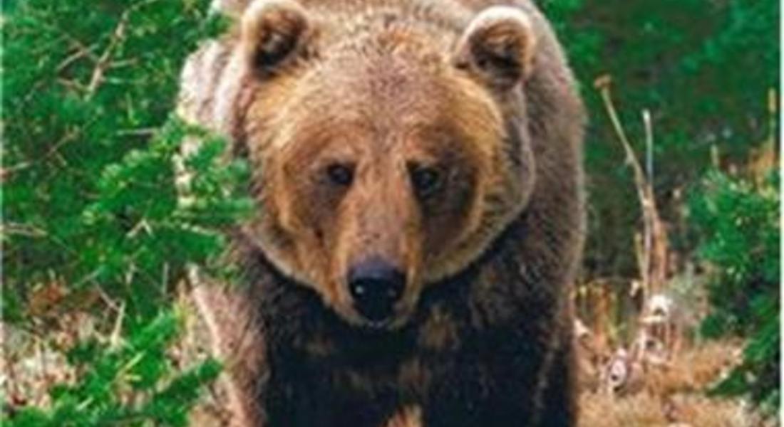 Мечка нападна и уби две телета в с.Сливка