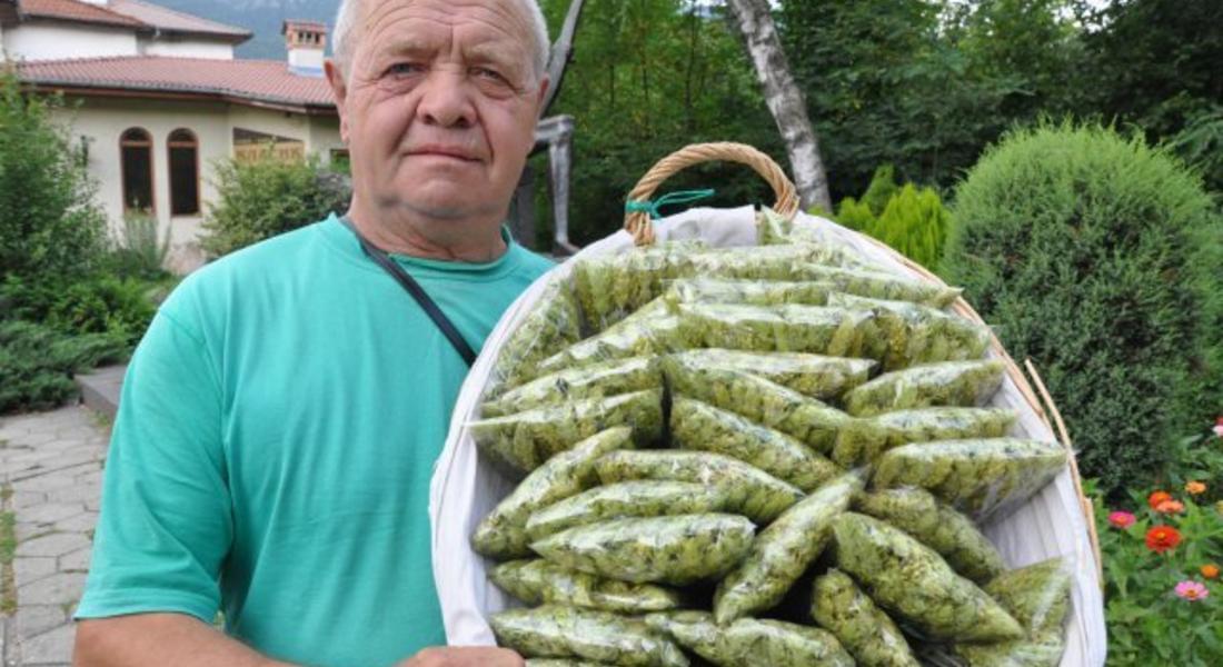  Мурсалският чай може да се превърне в поминък