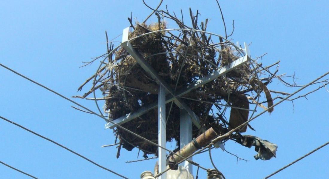 Монтираха 195 нови платформи за щъркелови гнезда по стълбове 