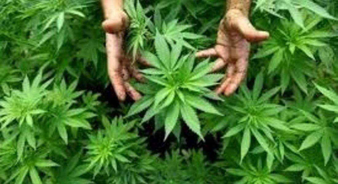 Задържаха младеж с 8 килограма канабис