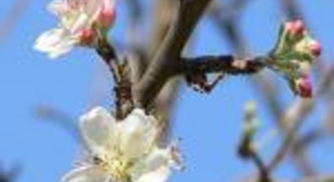 Денят се изравнява с нощта - идва пролетта