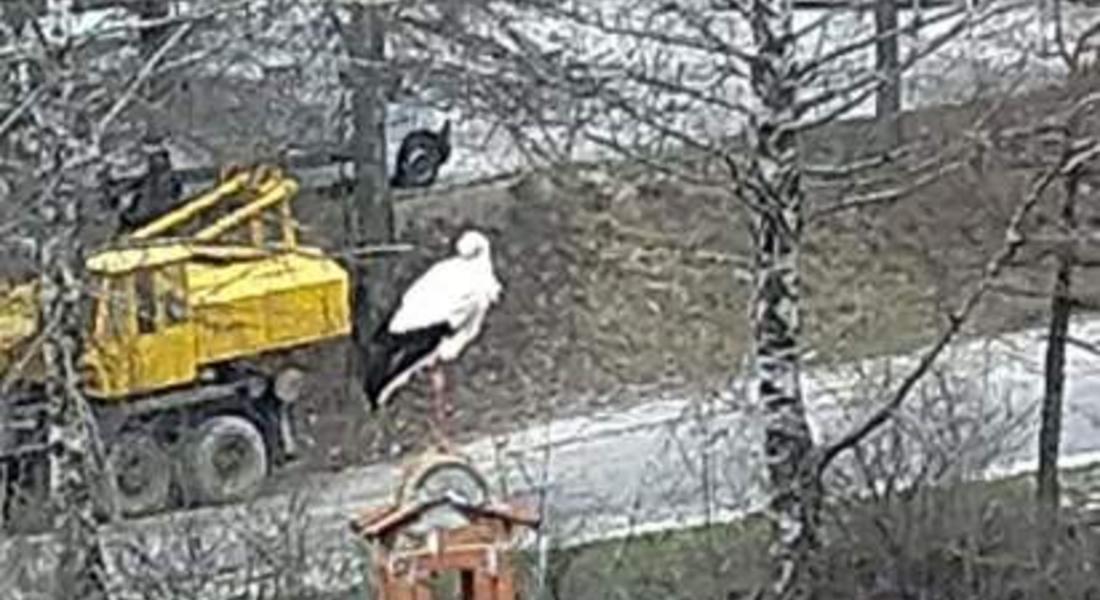 Снимка на деня! Щъркел в Смолян!