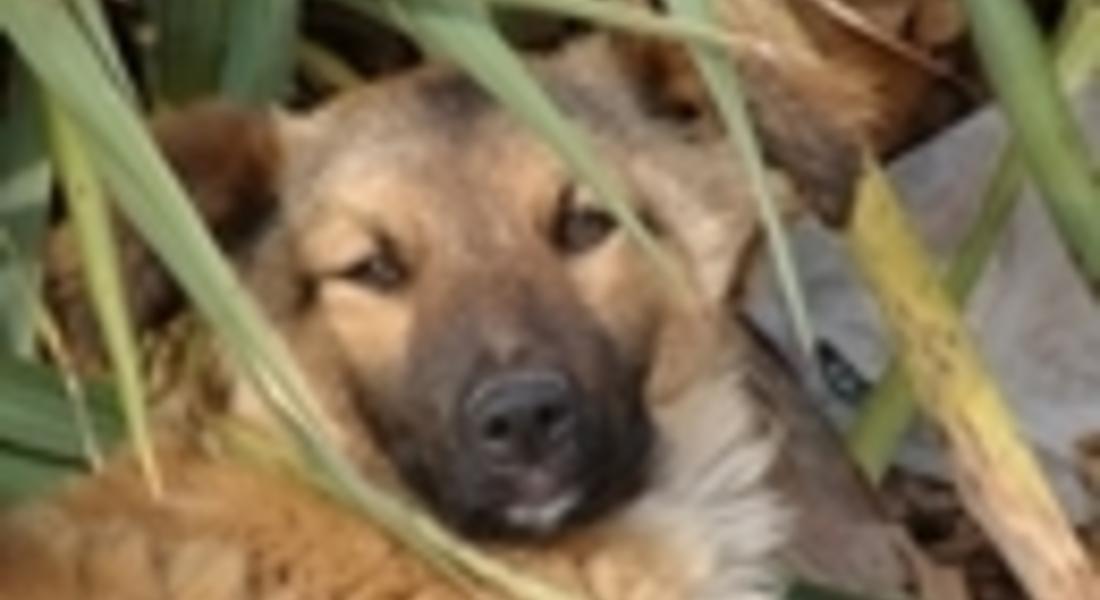 Днес е международният ден на животните