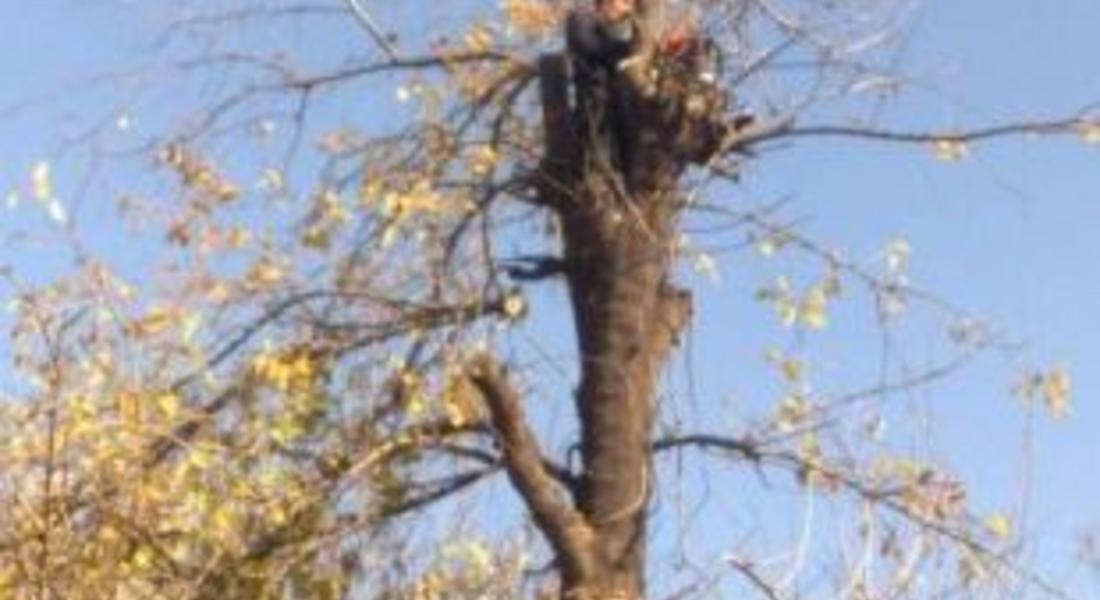 Спасителни екипи премахнаха опасно надвиснало дърво в Смолян