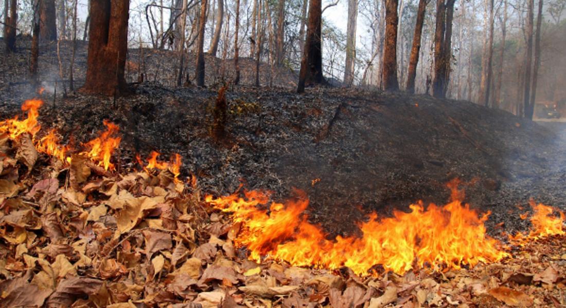 Горяха сухи треви във вилно селище в Пампорово
