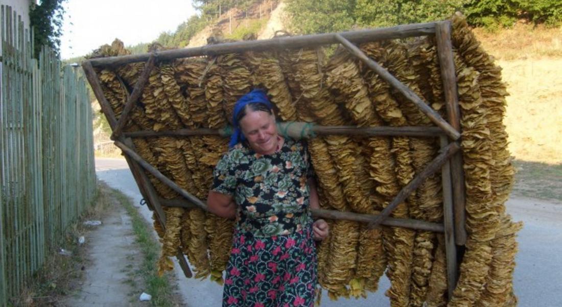 Земеделското министерство предлага два варианта за националните доплащания на тютюнопроизводителите 