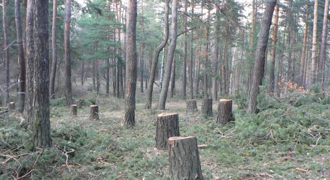 Подадоха сигнал за незаконна сеч в Пампорово