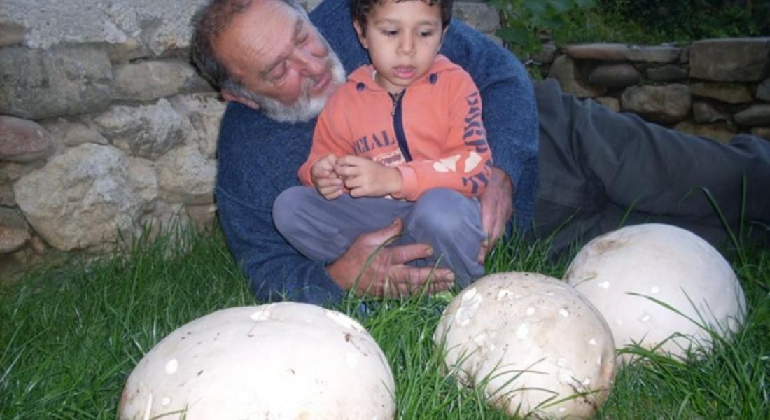 Родопчанин намери гъби-гиганти край Смолян