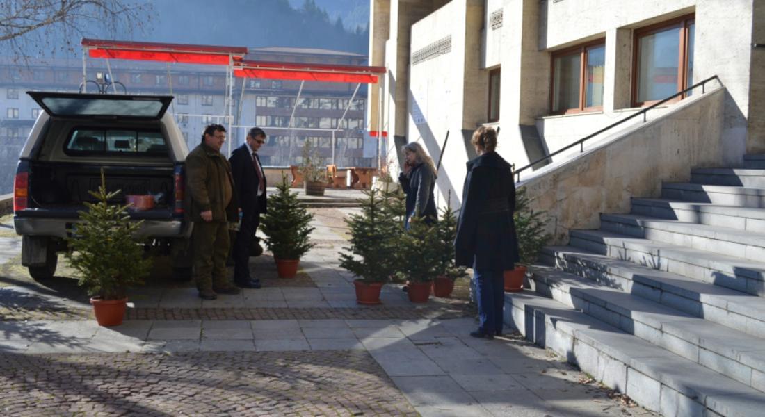 Смолянчани ще украсяват живи коледни дръвчета в домовете си