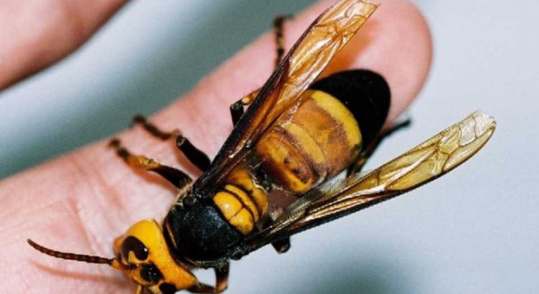Премахнаха гнездо със стършели от къща в Серафимово