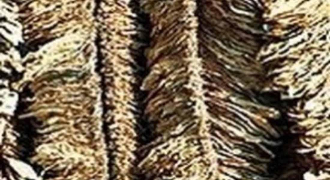 Тютюнът e евтин енергиен източник и фураж за животните