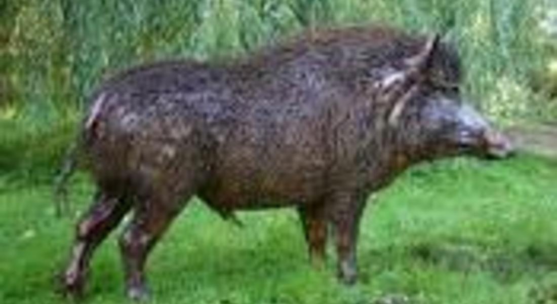 Глигани нападнаха картофите в Смолянско, ловците ще мъстят