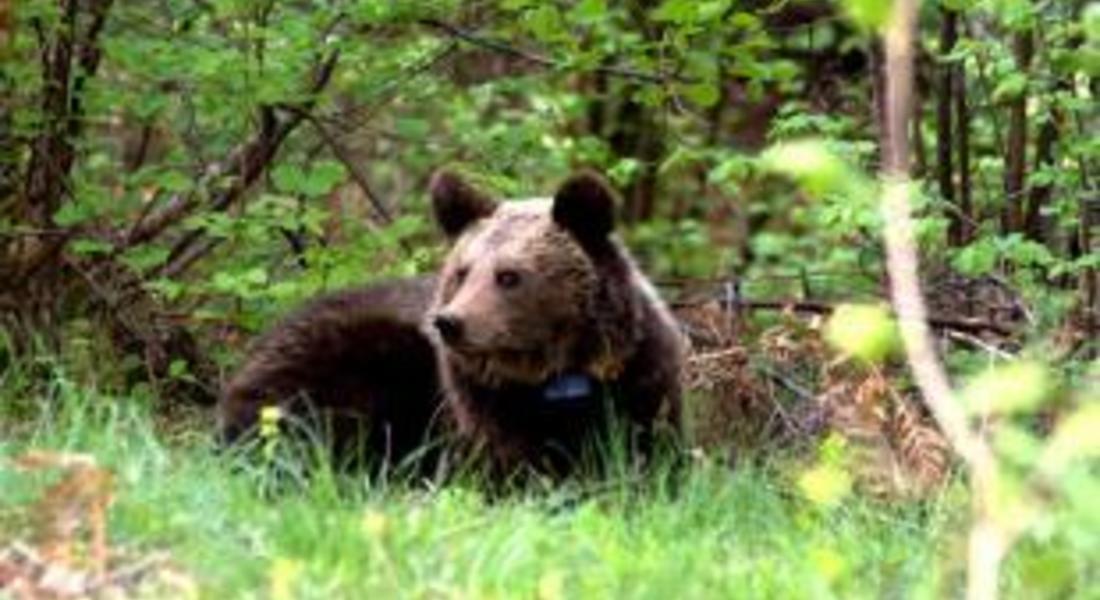 Щетите от две мечи нападения оцениха експерти край Забърдо
