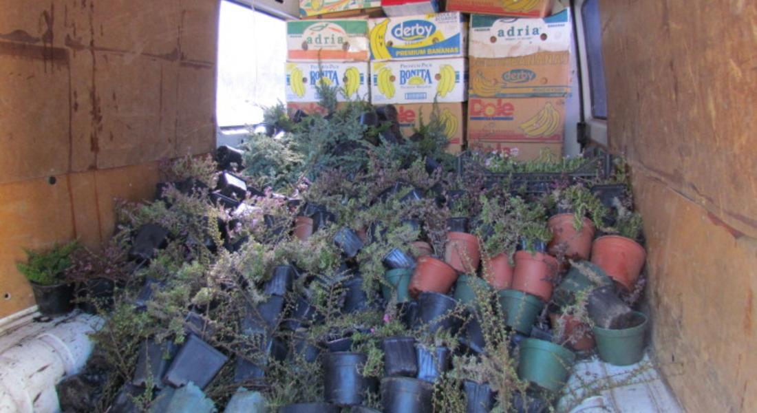 Разкрасяват Смолян с над 5000 стръка пролетни цветя и декоративни храсти