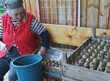 На отлична реколта от киви се радват в смолянското село Смилян