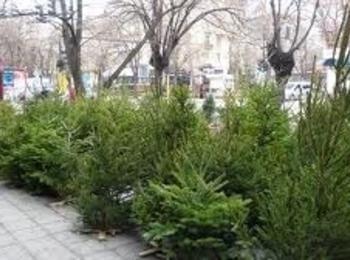 Златоградчанин отсече акациеви дръвчета без позволително