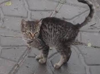 Спасители вадиха заклещено коте във водосточна тръба