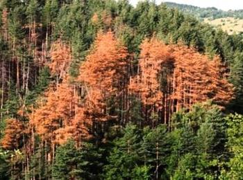 За периода март 2015 г. - октомври 2018 г. на територията на ЮЦДП са инвентаризирани 3 340 237 куб.м стояща маса пострадала дървесина