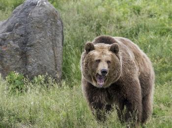 Близо 200 нападения от мечки са регистрирани в област Смолян през 2022 г.