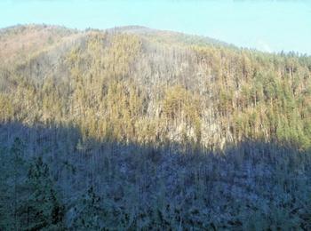 Около 75 декара опожарена гора ще бъде изсечена изцяло