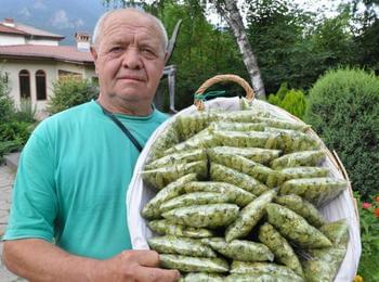  Мурсалският чай може да се превърне в поминък
