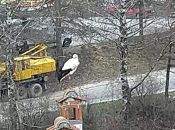 Снимка на деня! Щъркел в Смолян!