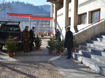 Смолянчани ще украсяват живи коледни дръвчета в домовете си