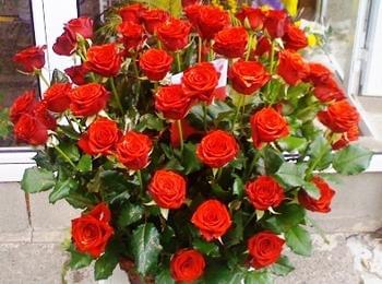 Имен ден празнува Снежана