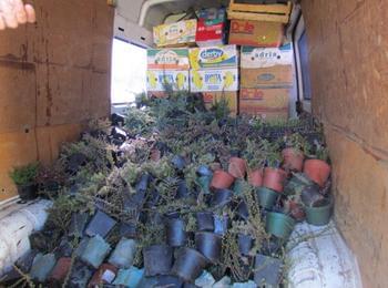 Разкрасяват Смолян с над 5000 стръка пролетни цветя и декоративни храсти